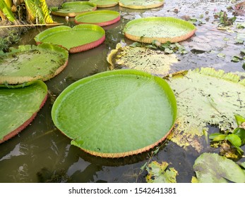 Victoria lotus in the lotus pool