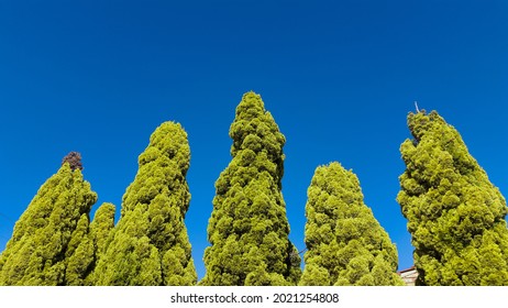 Victoria Park, Perth, Western Australia : Some Green Trees Under The Blue Sky.