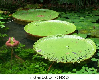 Victoria Regia, water lily of Amazonia (2)