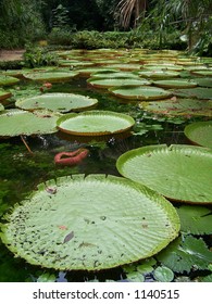 Victoria Regia, water lily of Amazonia (4)