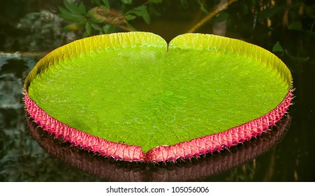 The Victoria Water Lily