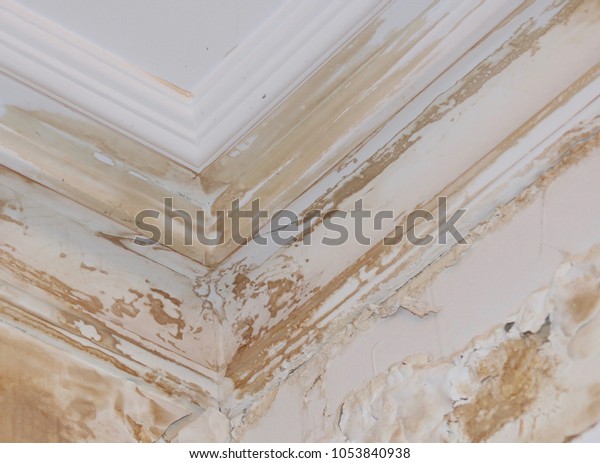 Victorian Ceiling Coving Showing Extensive Water Stock Photo