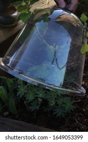 A Victorian Garden Cloche Protecting A  Lupin Plant