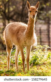 Vicuna