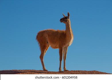 Vicuna
