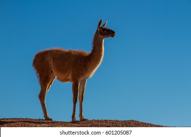 Vicuna
