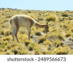 Vicuna feeding on grass in the Andes, Bolivia