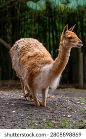 A vicuna standing on a dirt patch in a forest setting, showcasing its soft brown fur and slender neck.