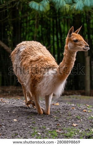 A vicuna standing on a dirt patch in a forest setting, showcasing its soft brown fur and slender neck.
