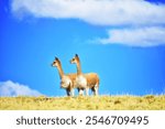 Vicunas in the Andes, Conservation Area Apongo, Ayacucho, Peru, 2024. Majestic wildlife captured with 4K aerial drone shots, showcasing the beauty and preservation of this natural treasure