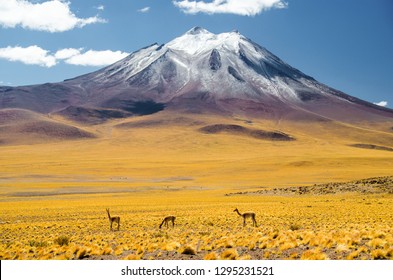 Vicunas In Atacama