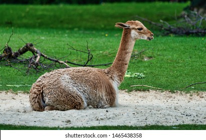 Vicunas Vicugna Vicugna Relatives Llama Stock Photo 1465438358