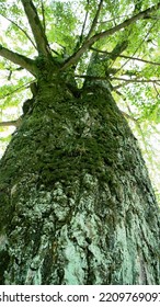 Video Of Ginkgo Trees From Directly Below