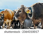 Allgäuer Viehscheid and Almabtrieb: ceremonial and traditional driving down of cattle from the mountain pastures into the valley in autumn in the Allgäu Bavaria Germany