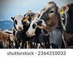 Allgäuer Viehscheid and Almabtrieb: ceremonial and traditional driving down of cattle from the mountain pastures into the valley in autumn in the Allgäu Bavaria Germany