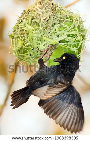 The Vieillot's black weaver (Ploceus nigerrimus) sits at the nest. A large black weaver with a yellow eye begins to weave a nest of green blades of grass.