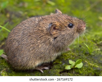 Vield Vole (Microtus Agrestis)  Sitting