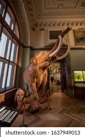 Vienna, Austria - 29.01.2020: The Museum Of Natural History (Naturhistorisches Museum) Inside Interior. The Largest And Old Museum Displaying Many Specimens, Dinosaur  Bones And Fossils 