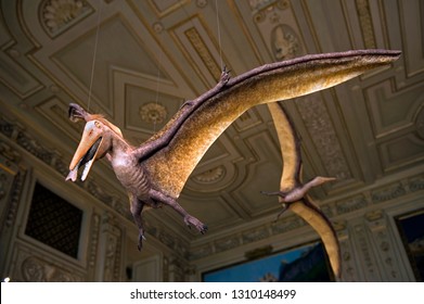 Vienna/ Austria - July 22 2011: Natural History Museum, Pteranodon, A Flying Reptile