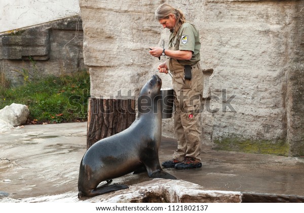 Vienna, Austria - November 3, 2015: Zoo\
keeper of the Vienna Zoo feeds sea lion with\
fish