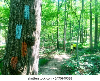 Vienna, Virginia - August 1, 2019: Two Boys Hike Past Blue And Orange Hash Marks Painted On A Tree Along A Hiking Trail At Wolf Trap National Park For The Performing Arts.