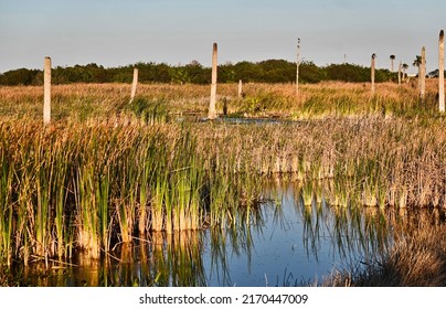 Viera Florida Marsh with Palm Stumps
