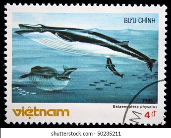 VIETNAM - CIRCA 1985: A stamp printed in Vietnam shows Fin whale, finback whale, razorback, or common rorqual - Balaenoptera physalus, circa 1985