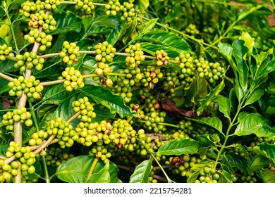 Vietnam Coffee Beans In Me Linh Coffee Farm