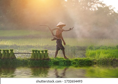 Vietnam farmer Bearing Plowing equipment of rice to plant, Asian farmer Bearing rice seedlings on the back before the grown in paddy field,               