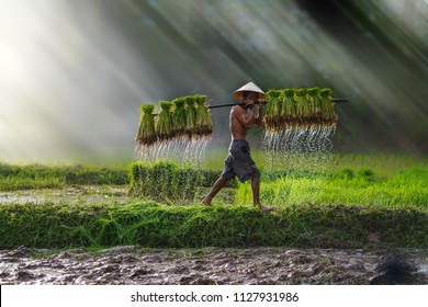 Vietnam farmer Bearing seedlings of rice to plant, Asian farmer Bearing rice seedlings on the back before the grown in paddy field, - Powered by Shutterstock