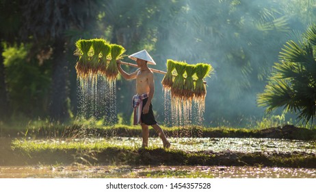 Vietnam farmer Bearing seedlings of rice to plant, Asian farmer Bearing rice seedlings on the back before the grown in paddy field,Lifestyle of asian people in countryside. 