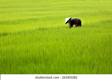 Vietnam Farmer Isolated in Rice Field - Asia