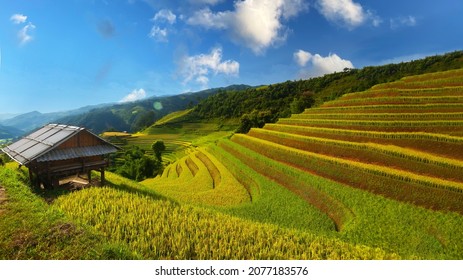 Vietnam Vietnam Paddy Fields, Sapa, Vietnam
