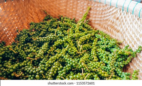 Vietnam. Phu Quoc Island. The garden is famous pepper. Pepper plantations of different varieties are found in many places of the island. Vietnamese pepper is exported to many countries of the World.