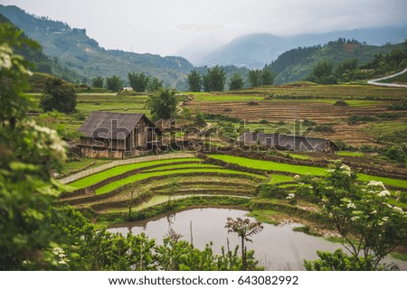 Vietnam Rice Field