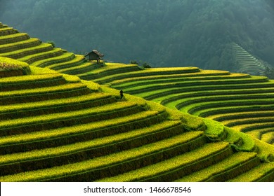 Vietnam Rice Terraces In Mu Cang Chai,Yenbai,Vietnam.