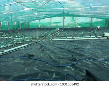 Vietnamese aquacuture systems: intensive tiger shrimp culture 