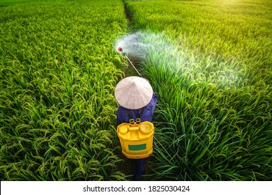 Vietnamese asian farmers spray fertilizers working in rice fields     