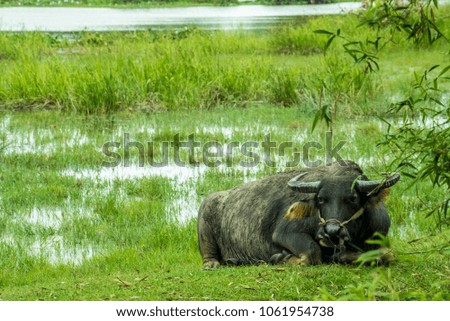 Vietnamese buffalo resting in rice field