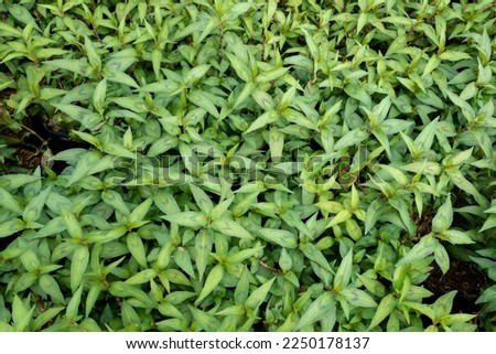 Vietnamese coriander. Polygonum odoratum Lour. POLYGONACEAE. Classified as a biennial plant, single leaves alternate, short petioles with ears. The leaves look like a sheath around the stem.