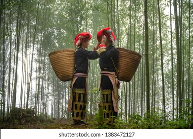 Vietnamese Ethnic Minority Red Dao Women In Traditional Dress And Basket On Back In Misty Bamboo Forest In Lao Cai, Vietnam