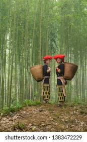 Vietnamese Ethnic Minority Red Dao Women In Traditional Dress And Basket On Back In Misty Bamboo Forest In Lao Cai, Vietnam