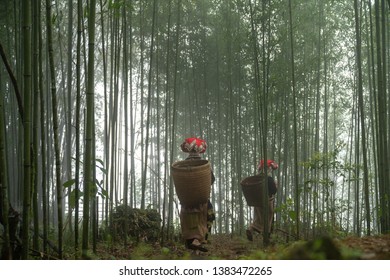 Vietnamese Ethnic Minority Red Dao Women In Traditional Dress And Basket On Back In Misty Bamboo Forest In Lao Cai, Vietnam