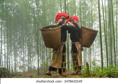 Vietnamese Ethnic Minority Red Dao Women In Traditional Dress And Basket On Back In Misty Bamboo Forest In Lao Cai, Vietnam