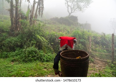 Vietnamese Ethnic Minority Red Dao Women In Traditional Dress And Basket On Back In Misty Bamboo Forest In Lao Cai, Vietnam