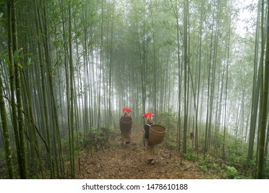 Vietnamese Ethnic Minority Red Dao Women In Traditional Dress And Basket On Back In Misty Bamboo Forest In Lao Cai, Vietnam