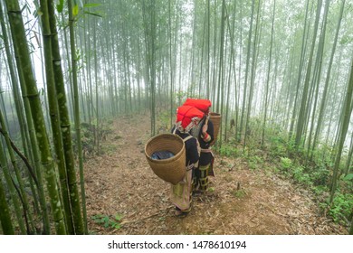 Vietnamese Ethnic Minority Red Dao Women In Traditional Dress And Basket On Back In Misty Bamboo Forest In Lao Cai, Vietnam