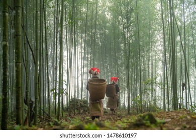 Vietnamese Ethnic Minority Red Dao Women In Traditional Dress And Basket On Back In Misty Bamboo Forest In Lao Cai, Vietnam