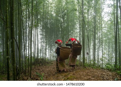 Vietnamese Ethnic Minority Red Dao Women In Traditional Dress And Basket On Back In Misty Bamboo Forest In Lao Cai, Vietnam