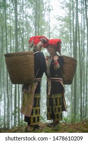 Vietnamese Ethnic Minority Red Dao Women In Traditional Dress And Basket On Back In Misty Bamboo Forest In Lao Cai, Vietnam